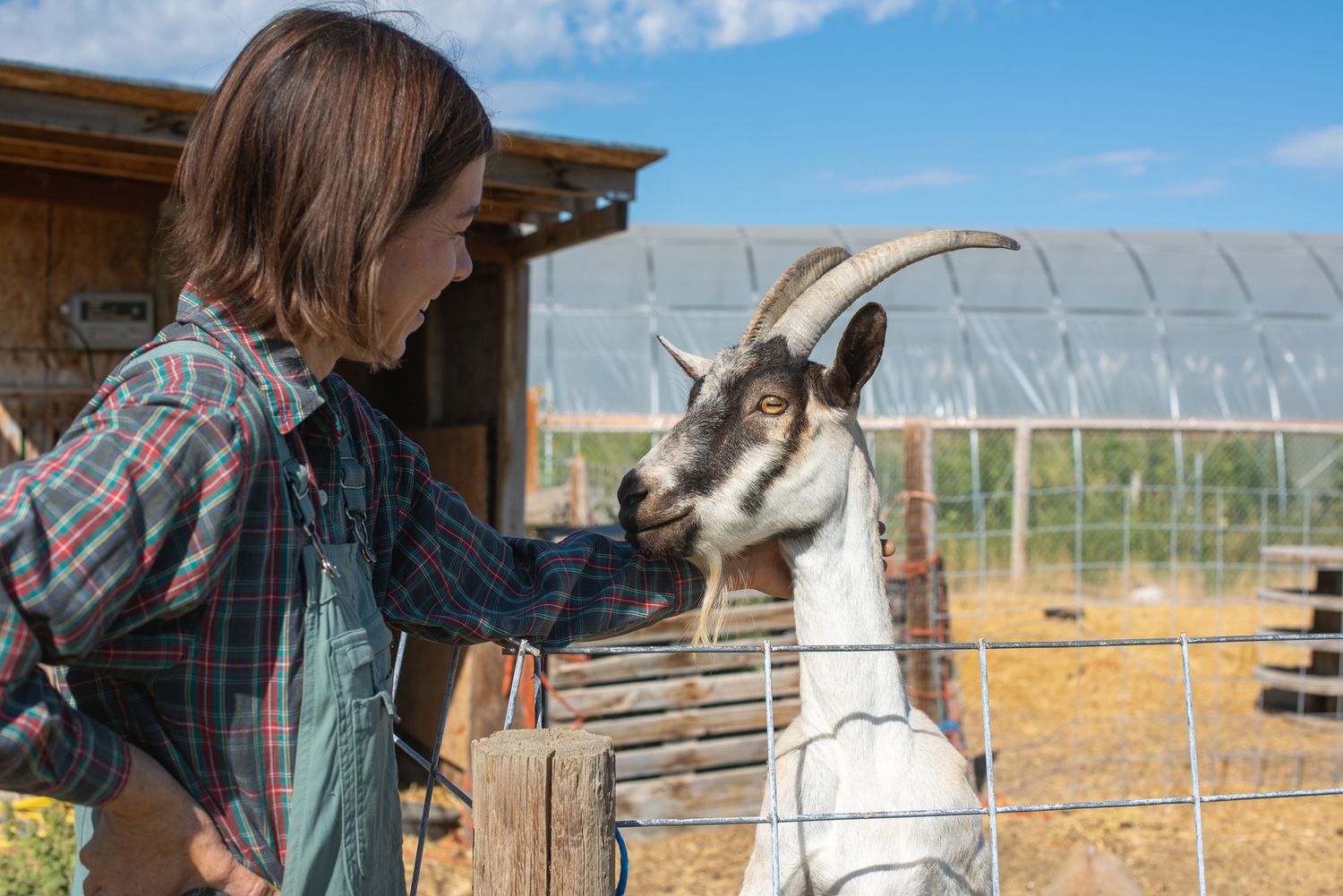 livestock in idaho photographer