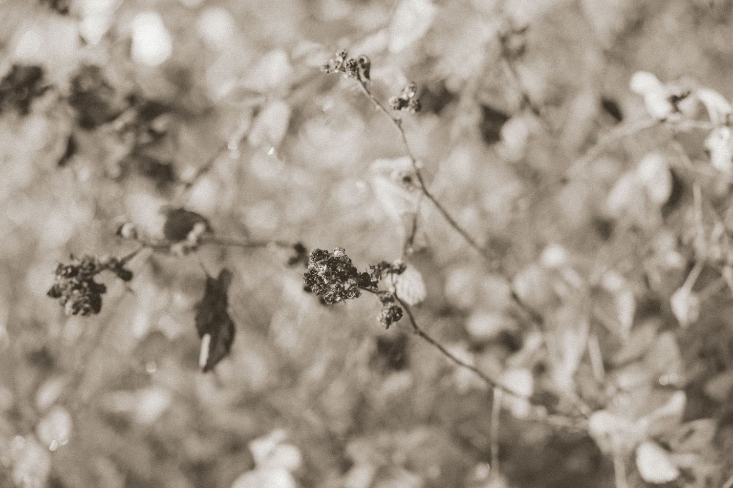 Black and white photograph of delicate cherry blossoms with soft bokeh effect in the background.