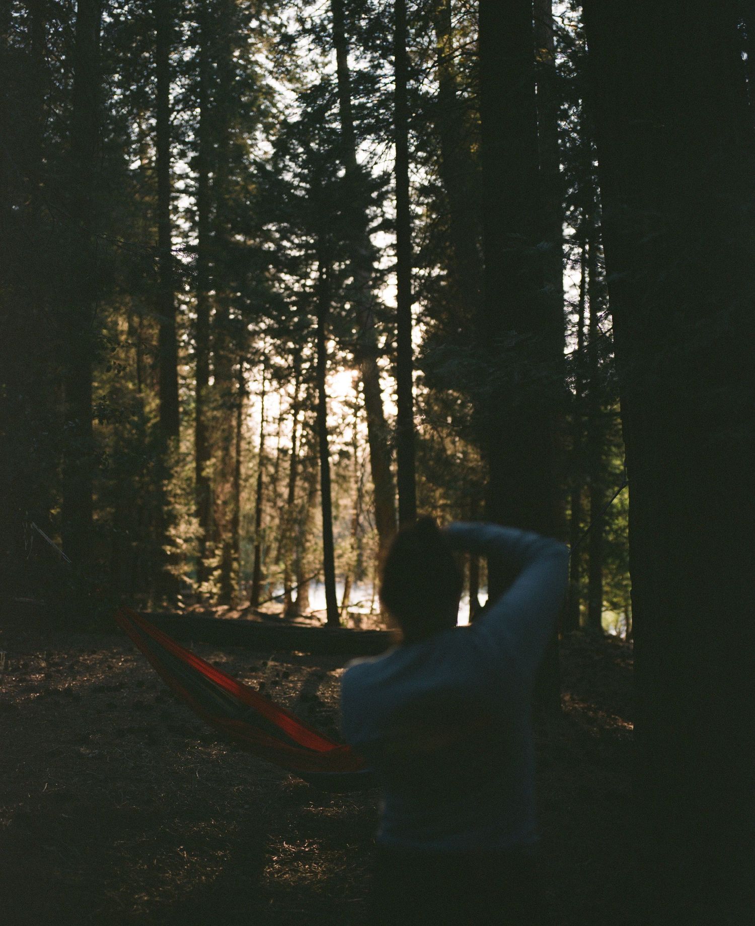 A sequence of three dark forest images shows a figure in a blue jacket walking among tall evergreen trees at dusk.