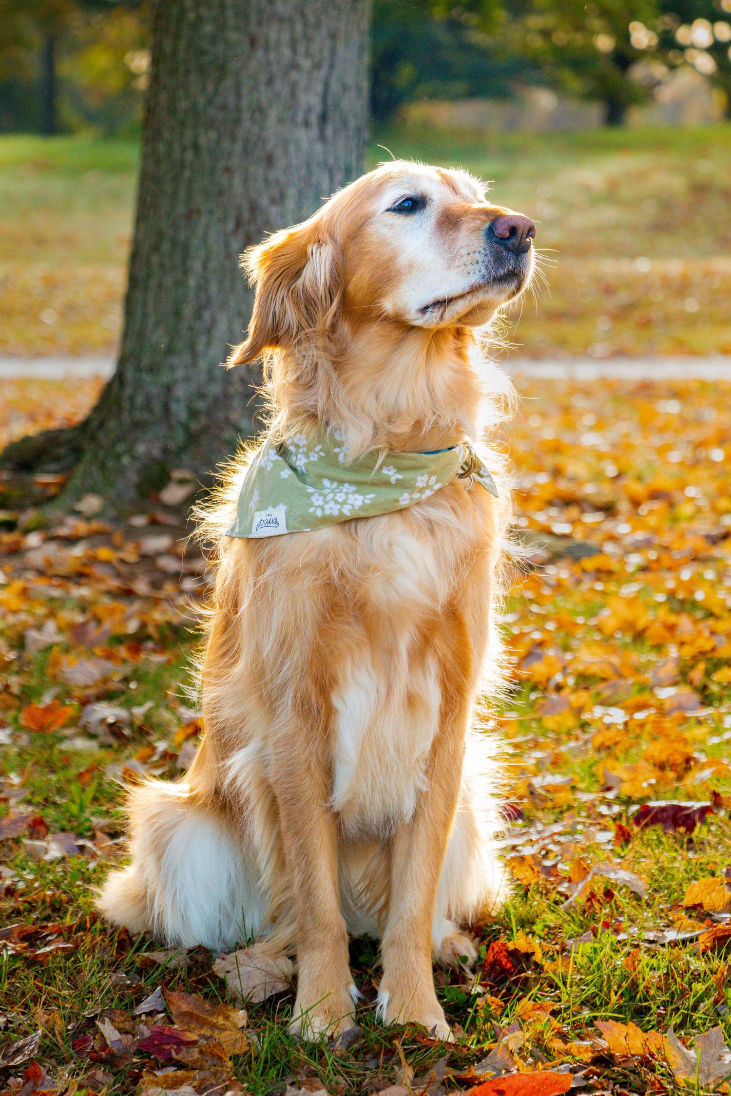 Golden Retriever wearing a floral bandana sitting on fallen autumn leaves in a park.