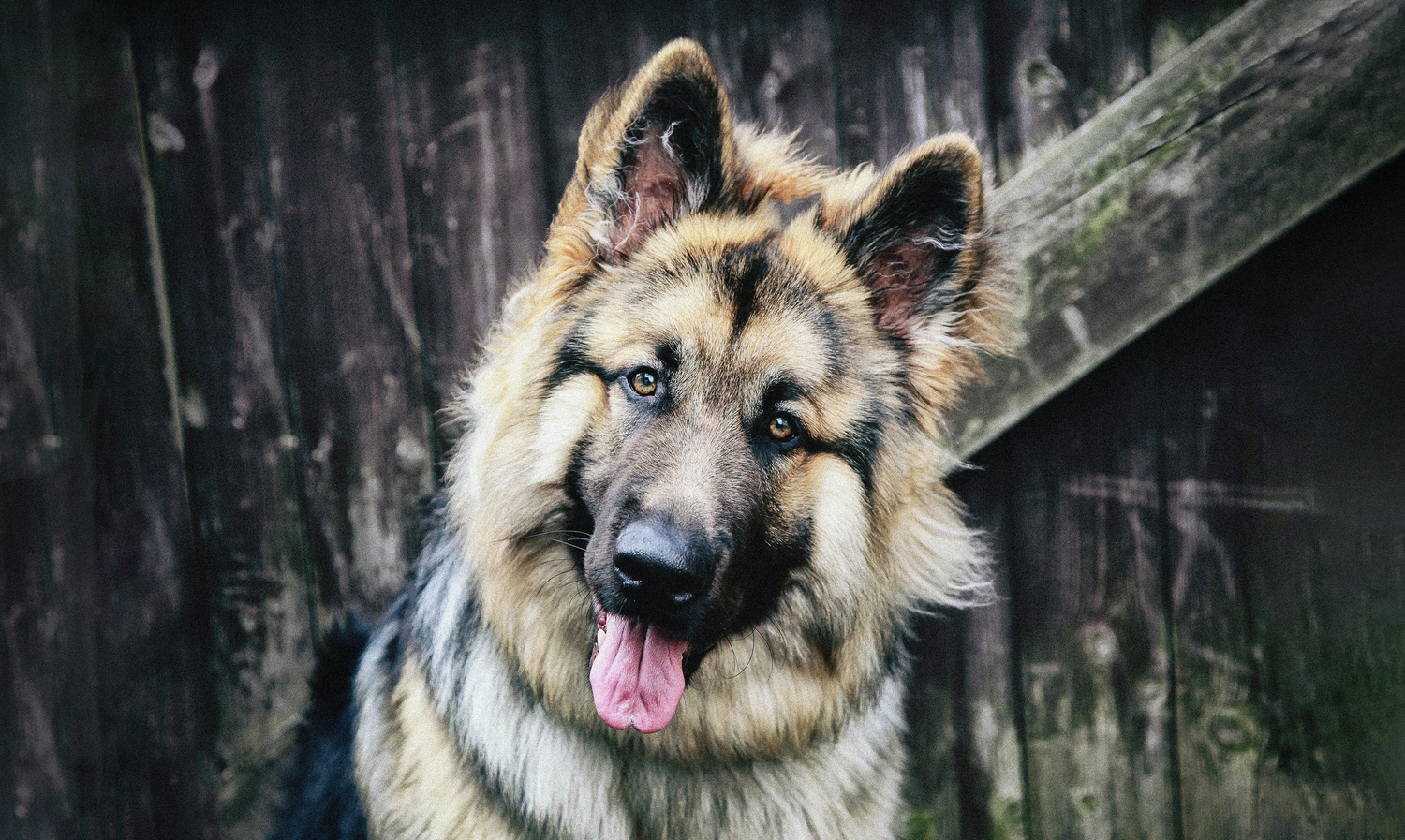 Barnsley, dog photography, dog photos, dog photographer