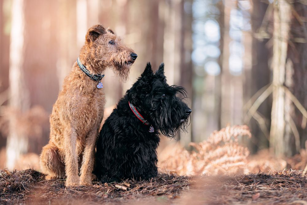 A black Scottish Terrier dog runs playfully through a sunlit forest with autumn leaves on the ground.