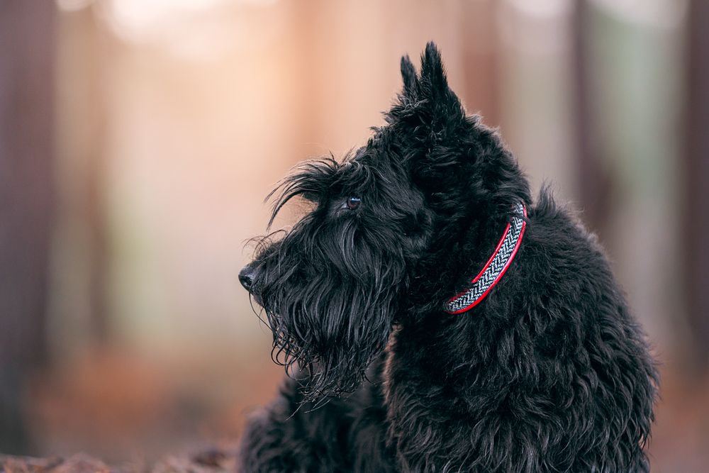 Profile view of a black Scottish Terrier dog with shaggy fur wearing a pink collar.