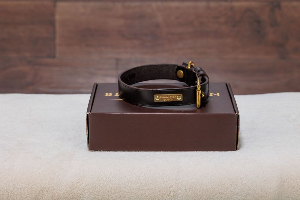 Dark brown leather dog collar with gold hardware displayed on a matching brown gift box.
