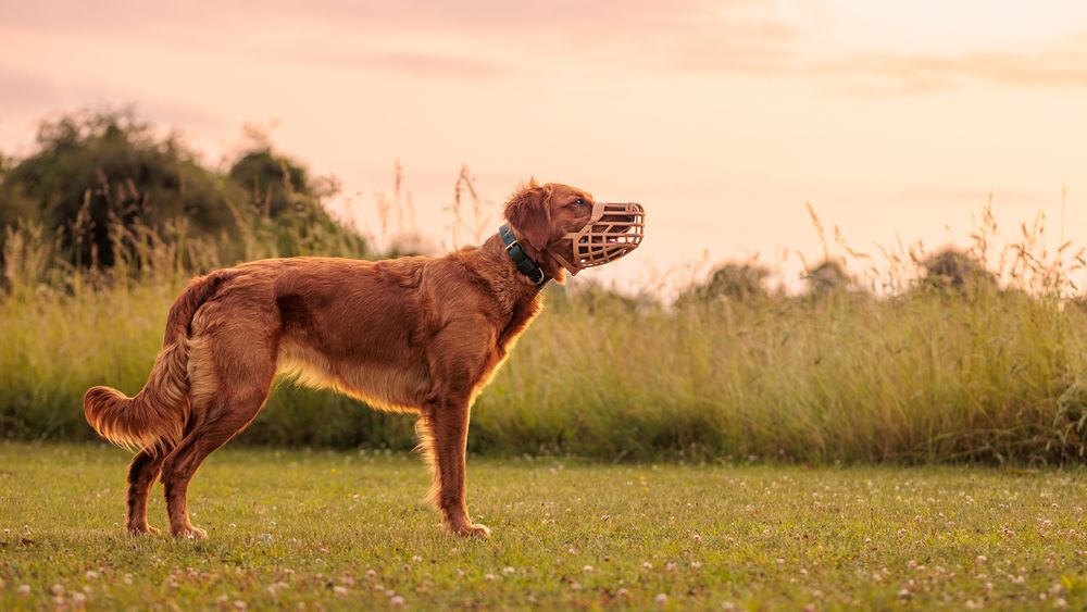 Red-brown dog stands alert in golden sunlit field with tall grass in background during sunset.