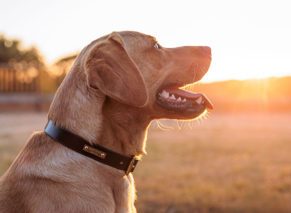A happy golden Vizsla dog wearing a black collar sits outdoors, basking in warm sunset light.