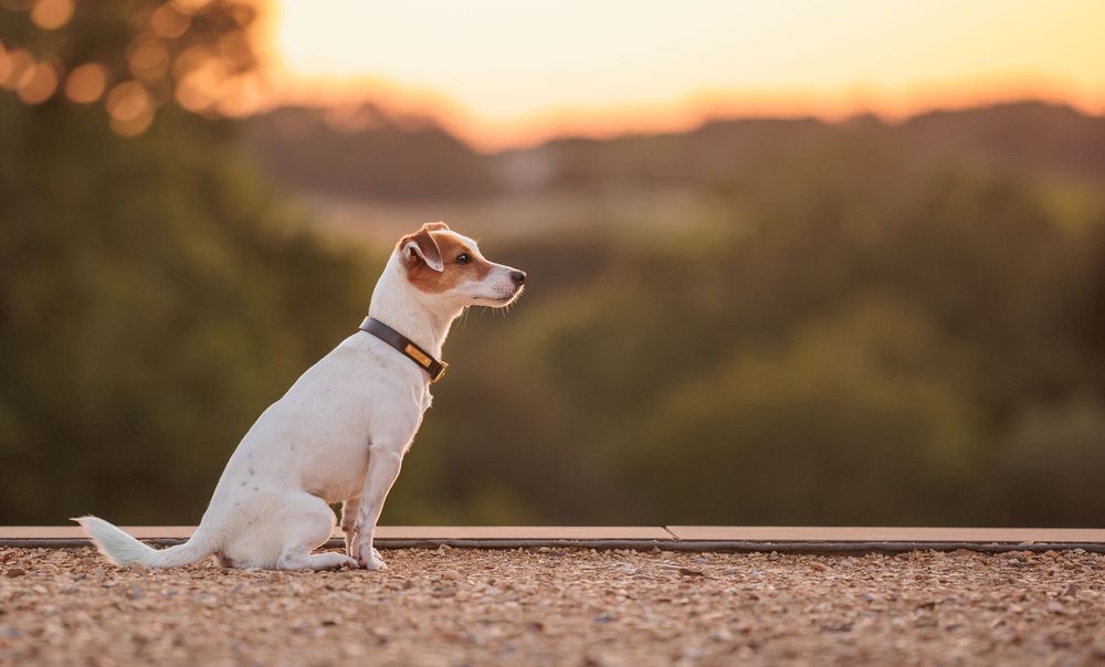 A small Jack Russell Terrier sits on a gravel path at sunset with a warm golden sky and green trees in the background.
