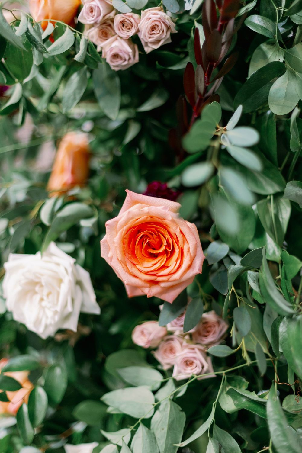 A blooming coral-colored rose surrounded by pink roses and lush green foliage in a garden setting. - Fairlie Chicago Wedding