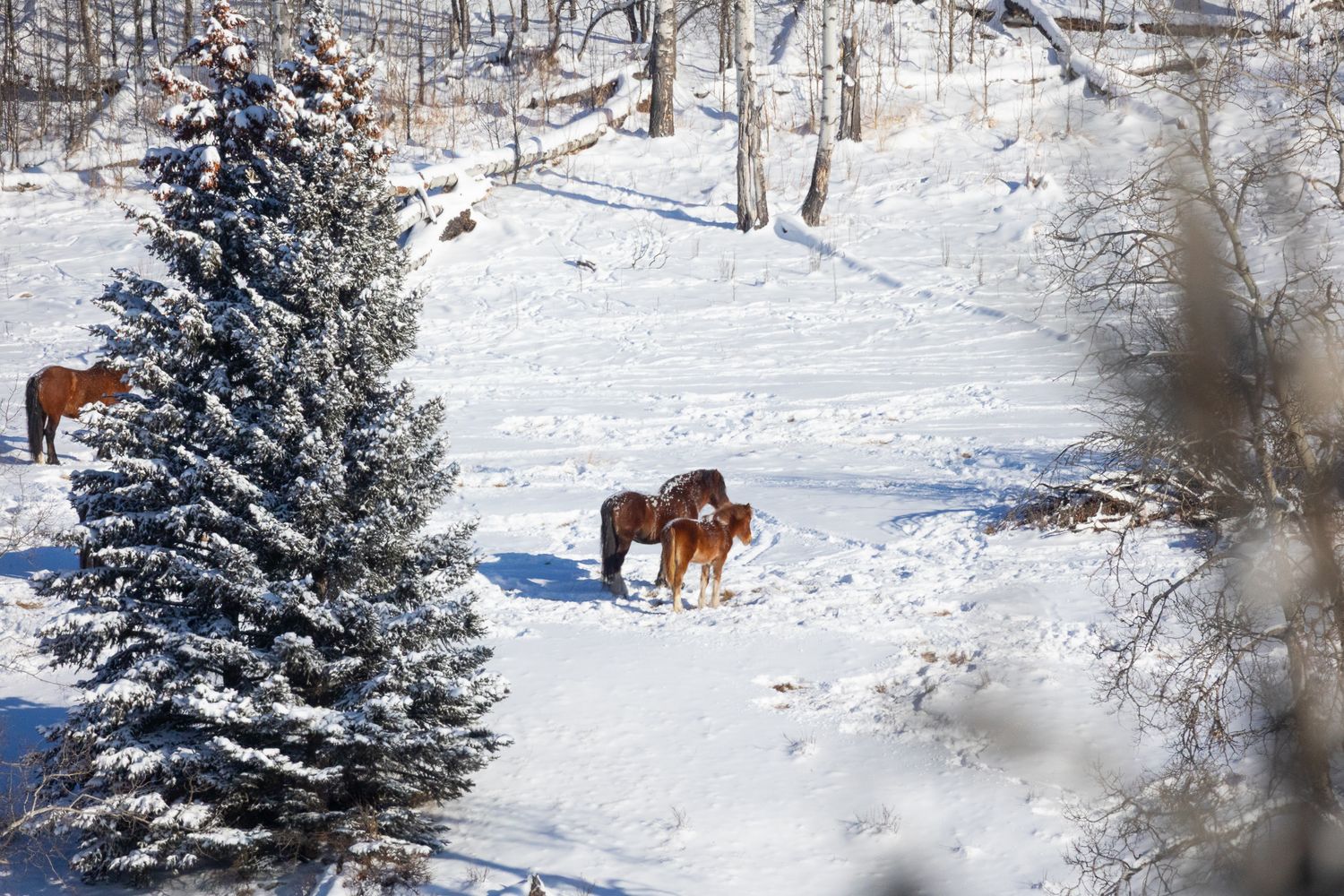 Two brown horses standing together near snow-covered evergreen tree in snowy winter woodland setting.