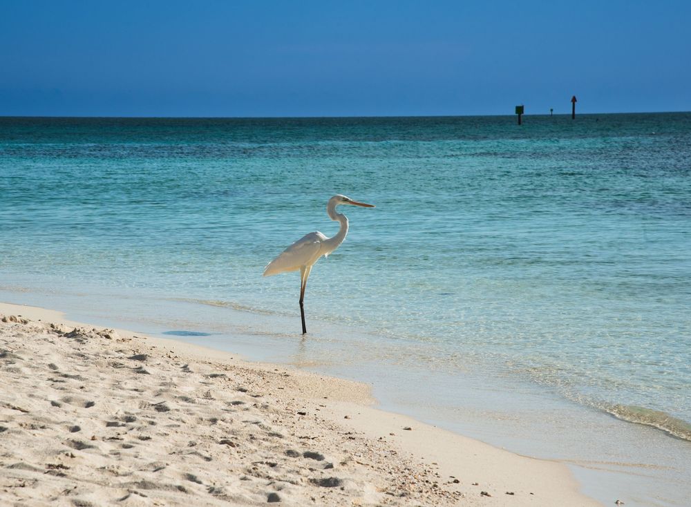 A graceful white heron stands in shallow turquoise water near the shoreline, surrounded by soft sand and calm ocean hues.