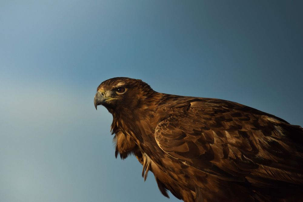 A majestic brown hawk with sharp beak against a blue sky background in close-up profile view.