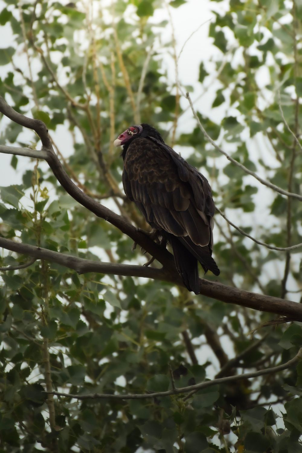 A black vulture perches on a tree branch among green leaves in a sequence of four progressive shots.