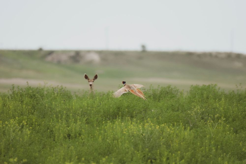 Two pheasants taking flight over a green field with rolling hills in the background.