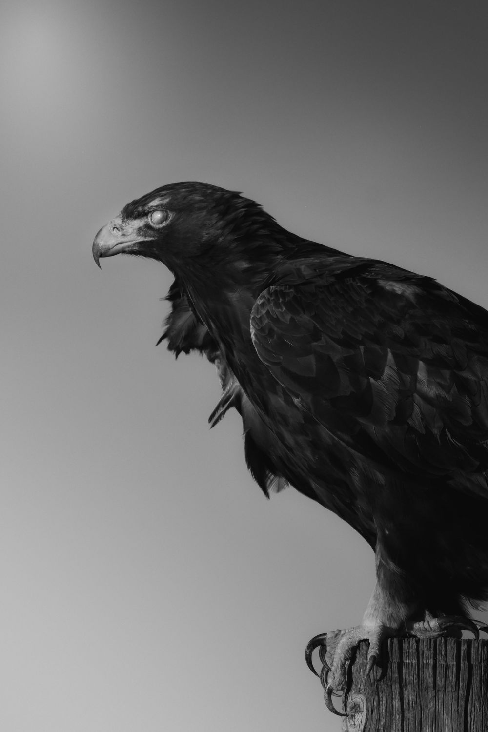 A black vulture perches on a wooden post against a gray sky, showcasing its distinctive profile and hooked beak.