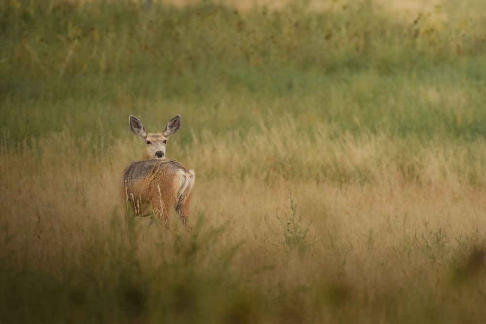 A deer stands alert in a golden grassy meadow during sunset, with its ears perked up attentively.