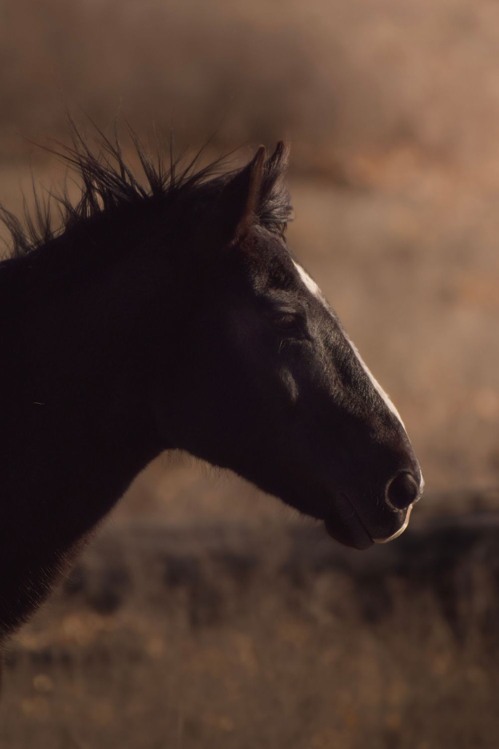 A sequence of dark horse silhouettes against a blurred brown background creates an artistic panoramic effect.