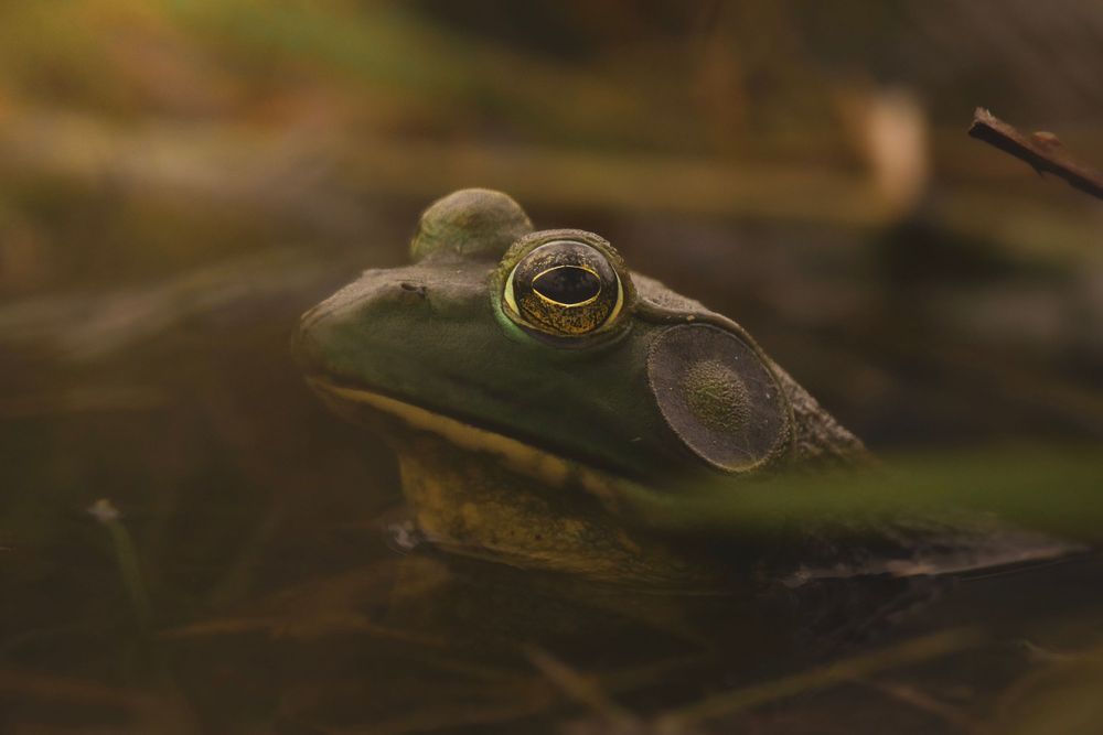 A close-up macro photograph shows a green tree frog with large orange eyes resting on a wet leaf.
