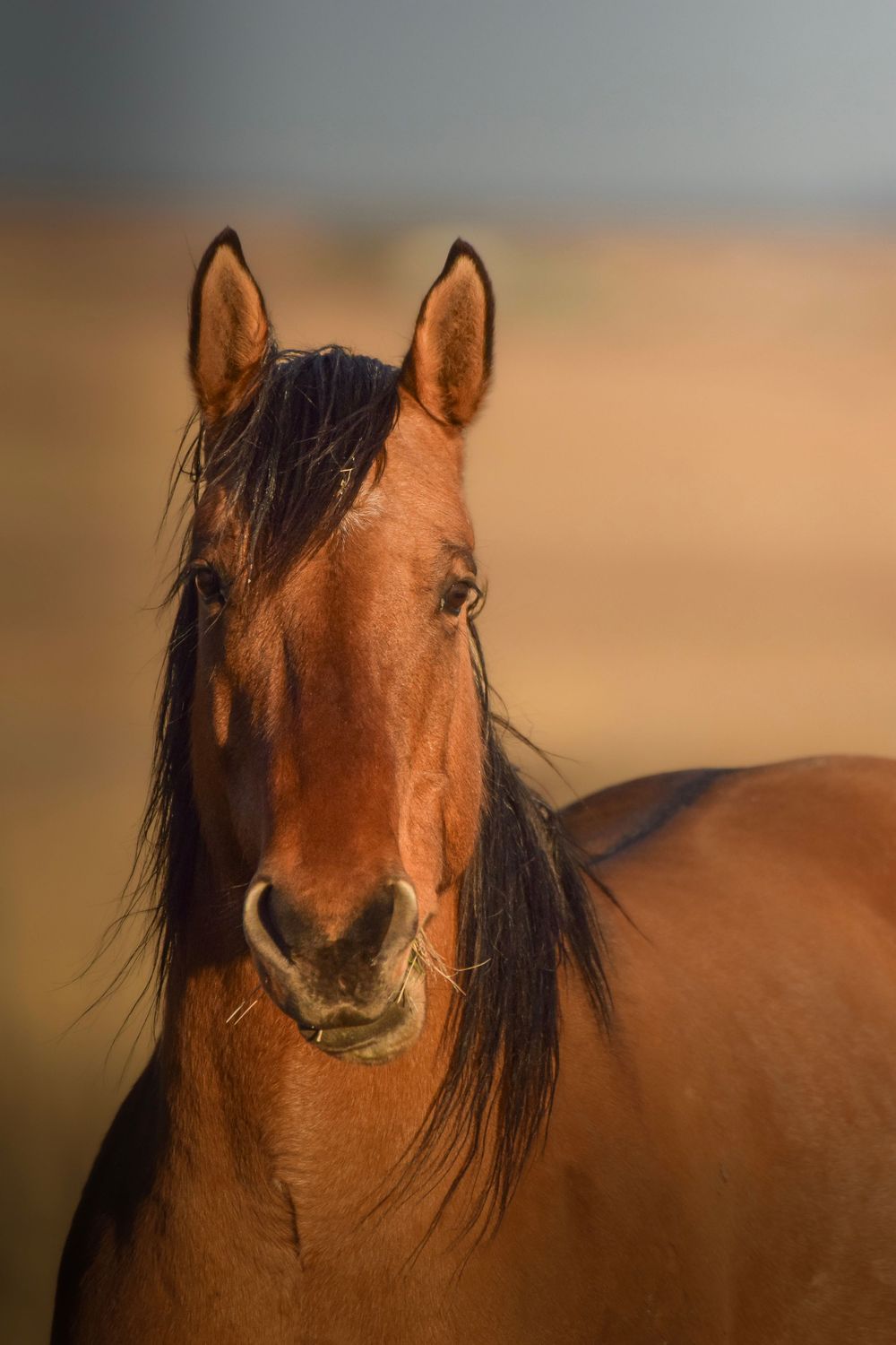 Close-up portrait of a majestic brown horse with long black mane against a soft blurred background.