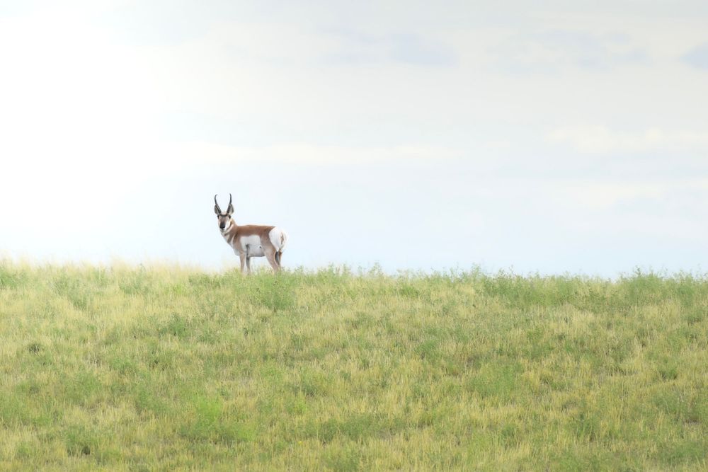 A pronghorn antelope stands alert on a grassy hilltop against a cloudy sky background.