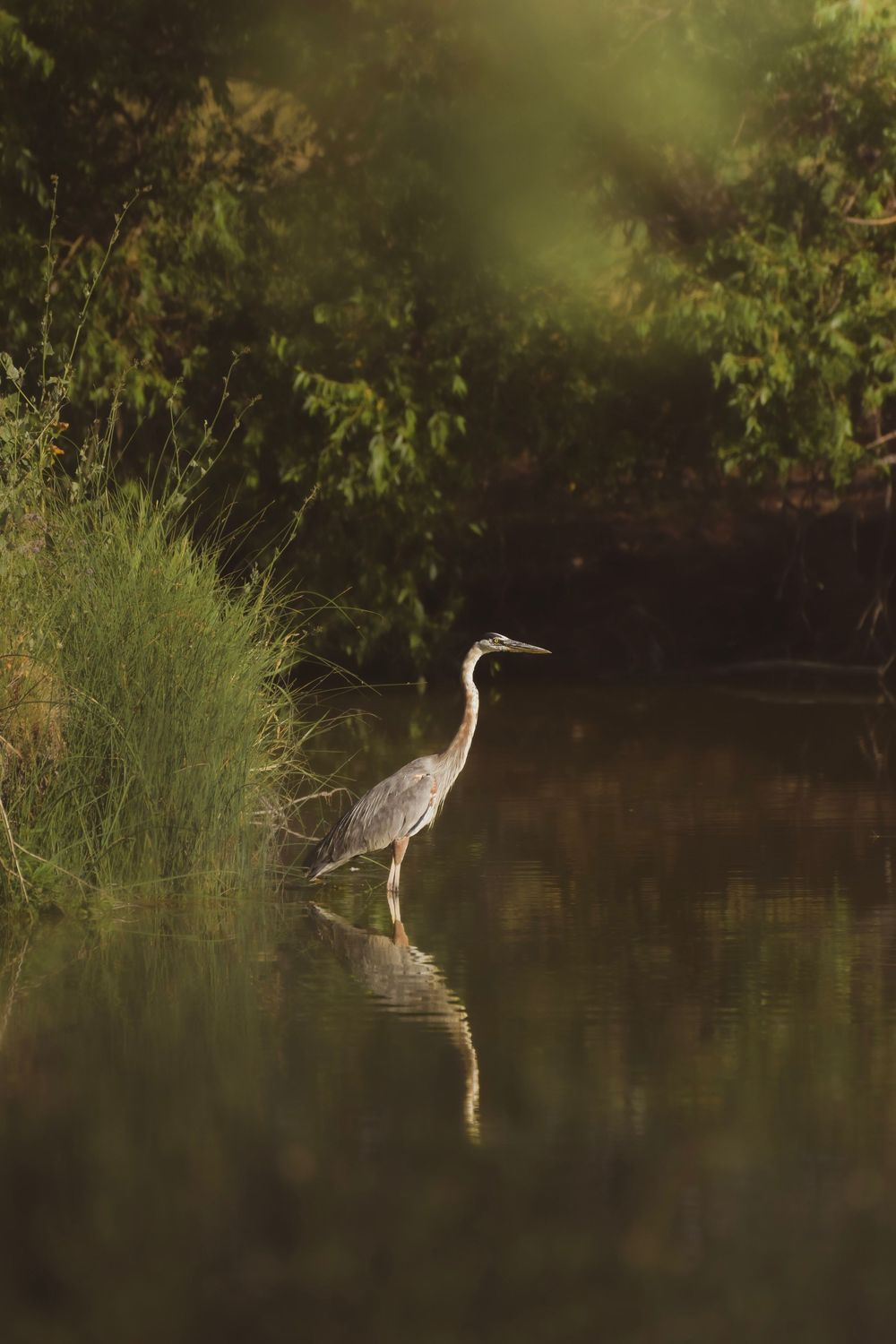 A great blue heron wades through calm waters surrounded by lush greenery at the water's edge.