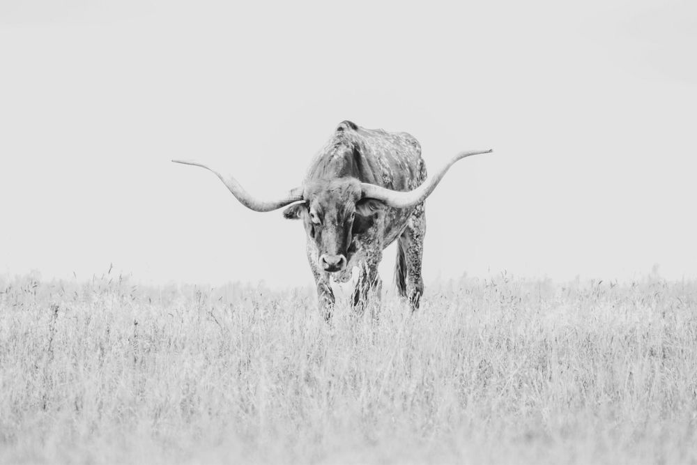 A sequence of four black and white photos showing a Texas Longhorn bull grazing in a grassy field.