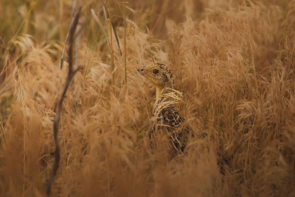 Tall golden grass swaying in the wind against a warm autumn sunset background.