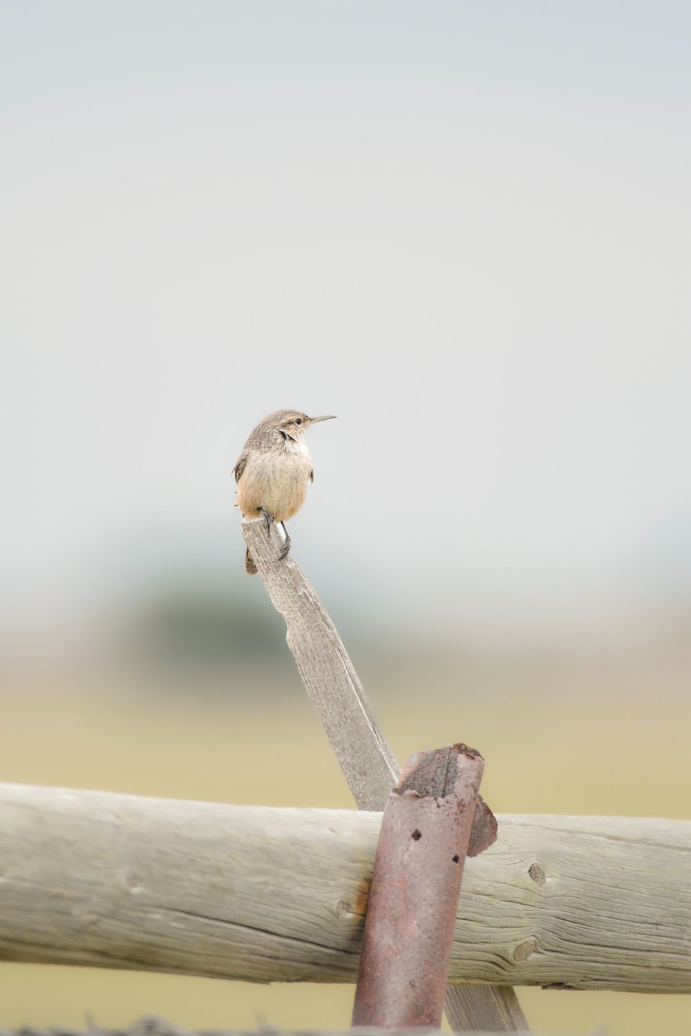 A small bird perches on a weathered wooden fence post against a soft blurred background.