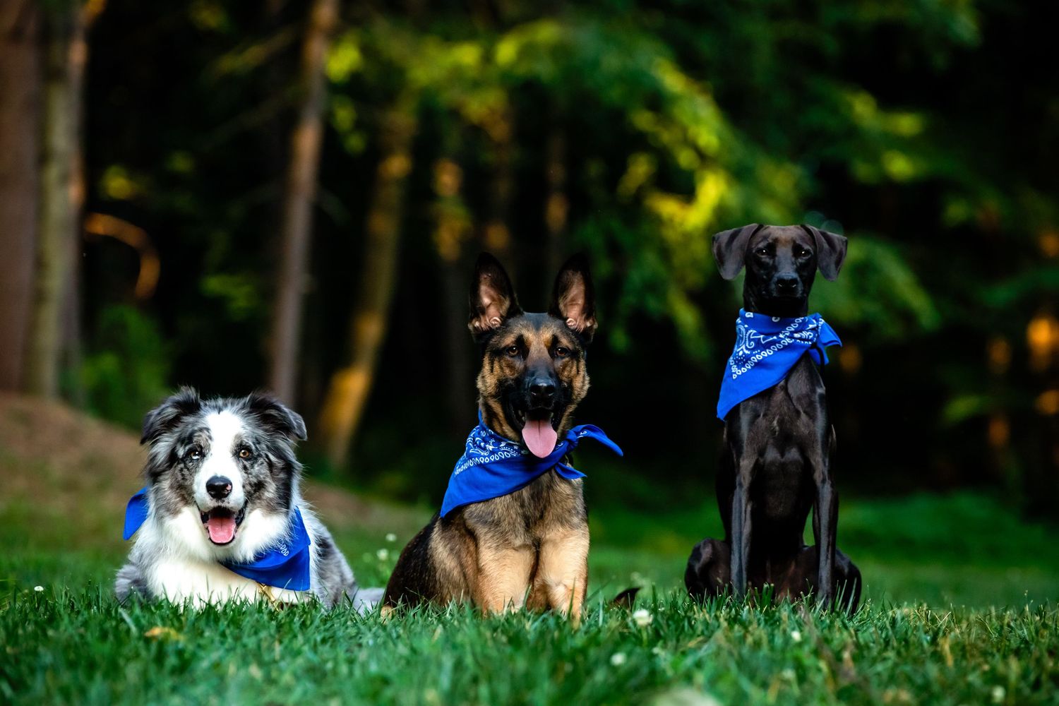 Three happy dogs wearing blue bandanas sitting in grass on a sunny day with trees in background.