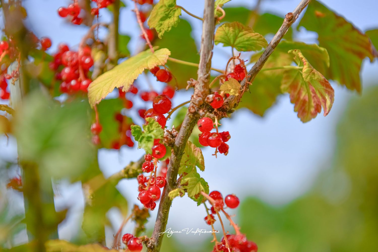 Bright red berries cluster on woody branches with green leaves against a blue sky backdrop.