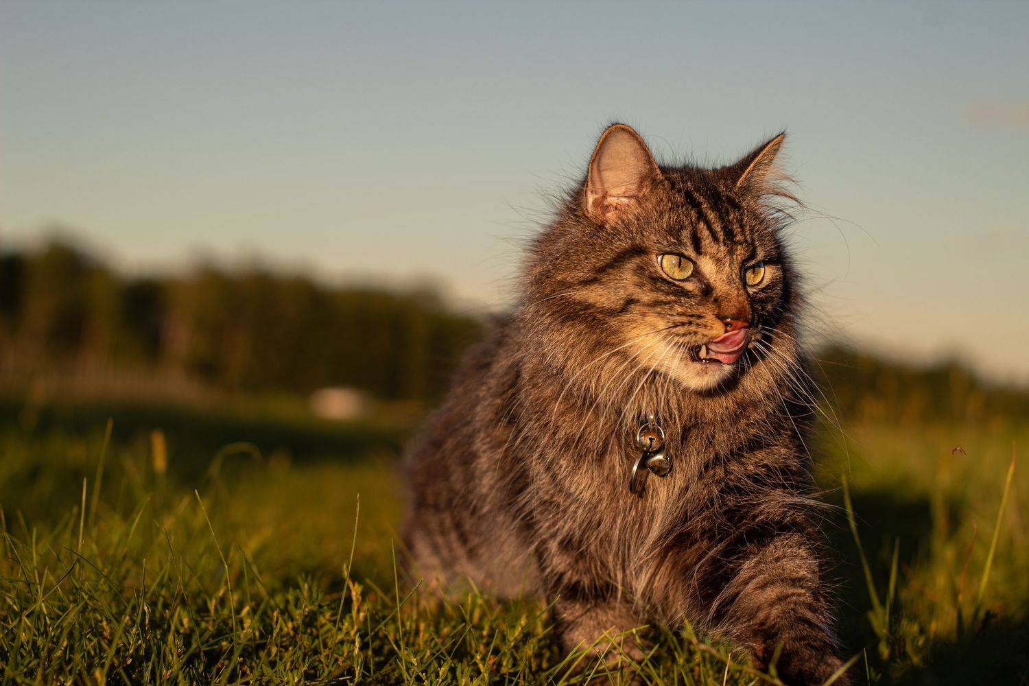 A fluffy tabby cat with golden eyes walks through green grass during a warm golden hour sunset.