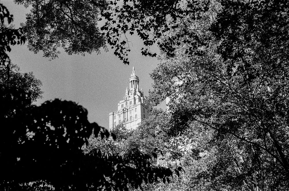 Gothic tower peeking through tree branches in black and white.