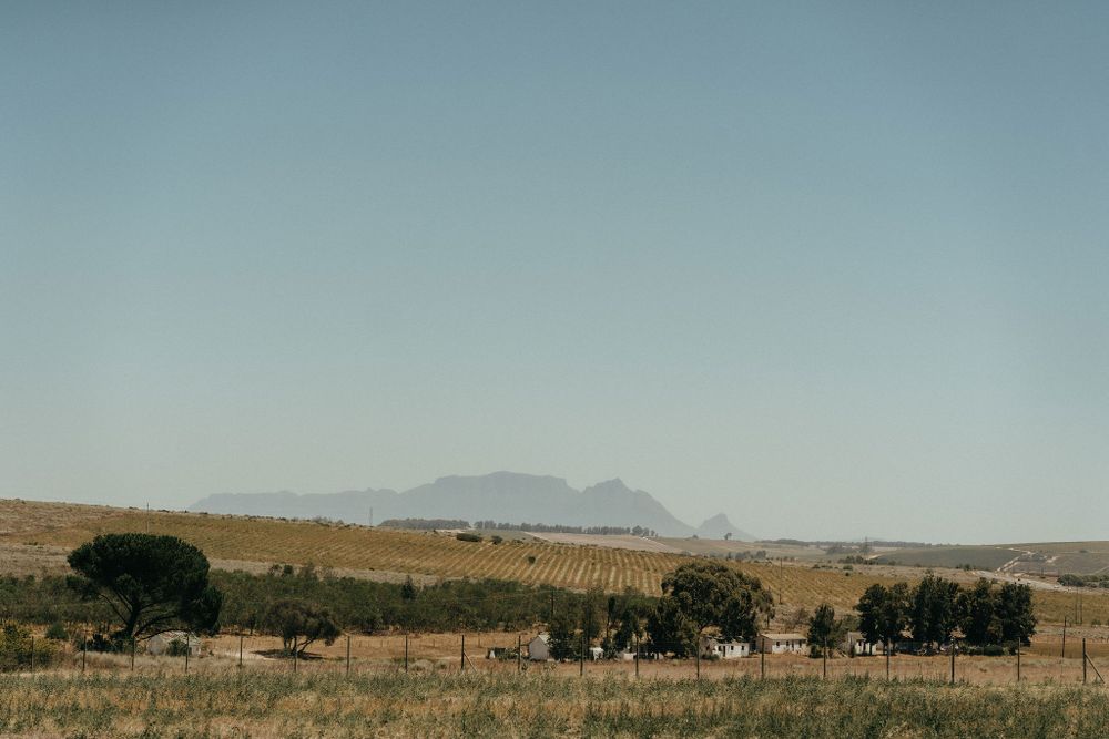 Rolling golden hills stretch towards distant mountains under a pale blue sky with scattered trees dotting the landscape.