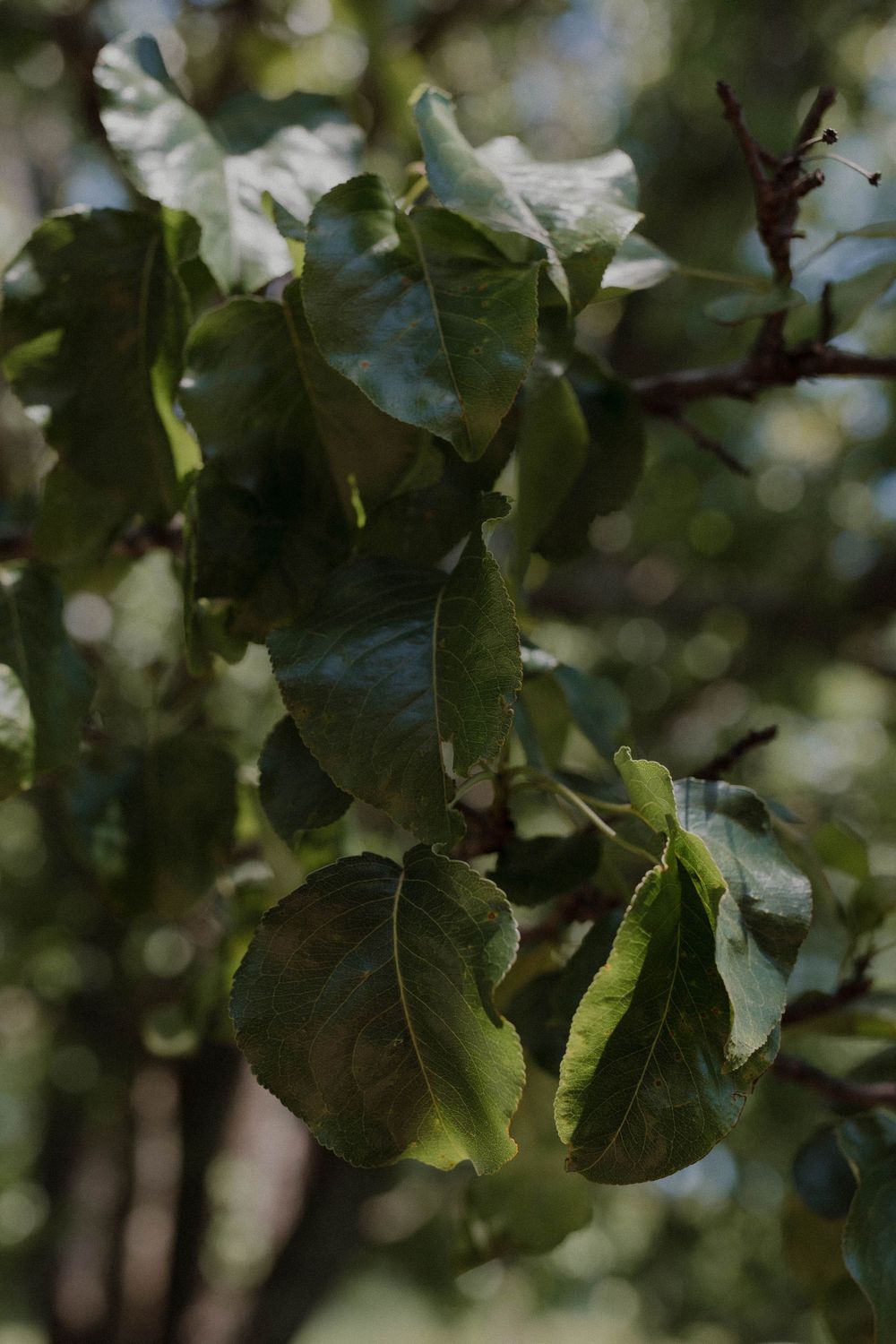 Close-up of green leaves and foliage with natural bokeh lighting effects.