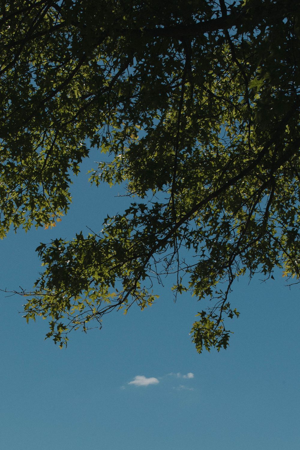 Tree branches with green leaves frame a bright blue sky with scattered white clouds on a sunny day.