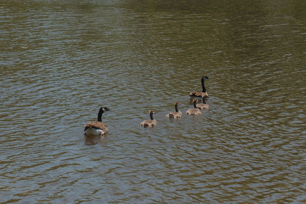 A group of Canada geese swim together in calm lake waters during daytime.
