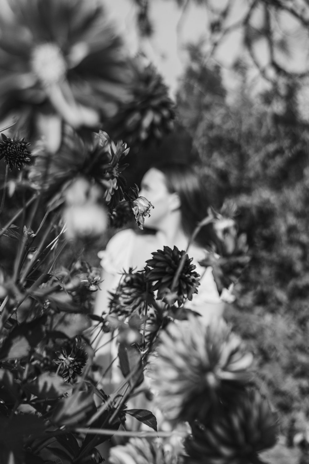 Black and white photo of dahlia flowers in focus with a blurred person in white standing among lush garden greenery.