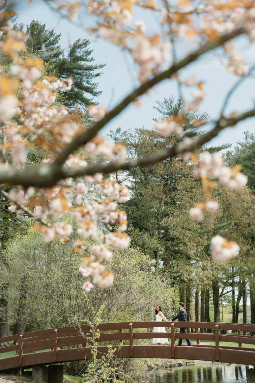 Couple walks on red wooden bridge framed by pink cherry blossoms in a lush green garden park.