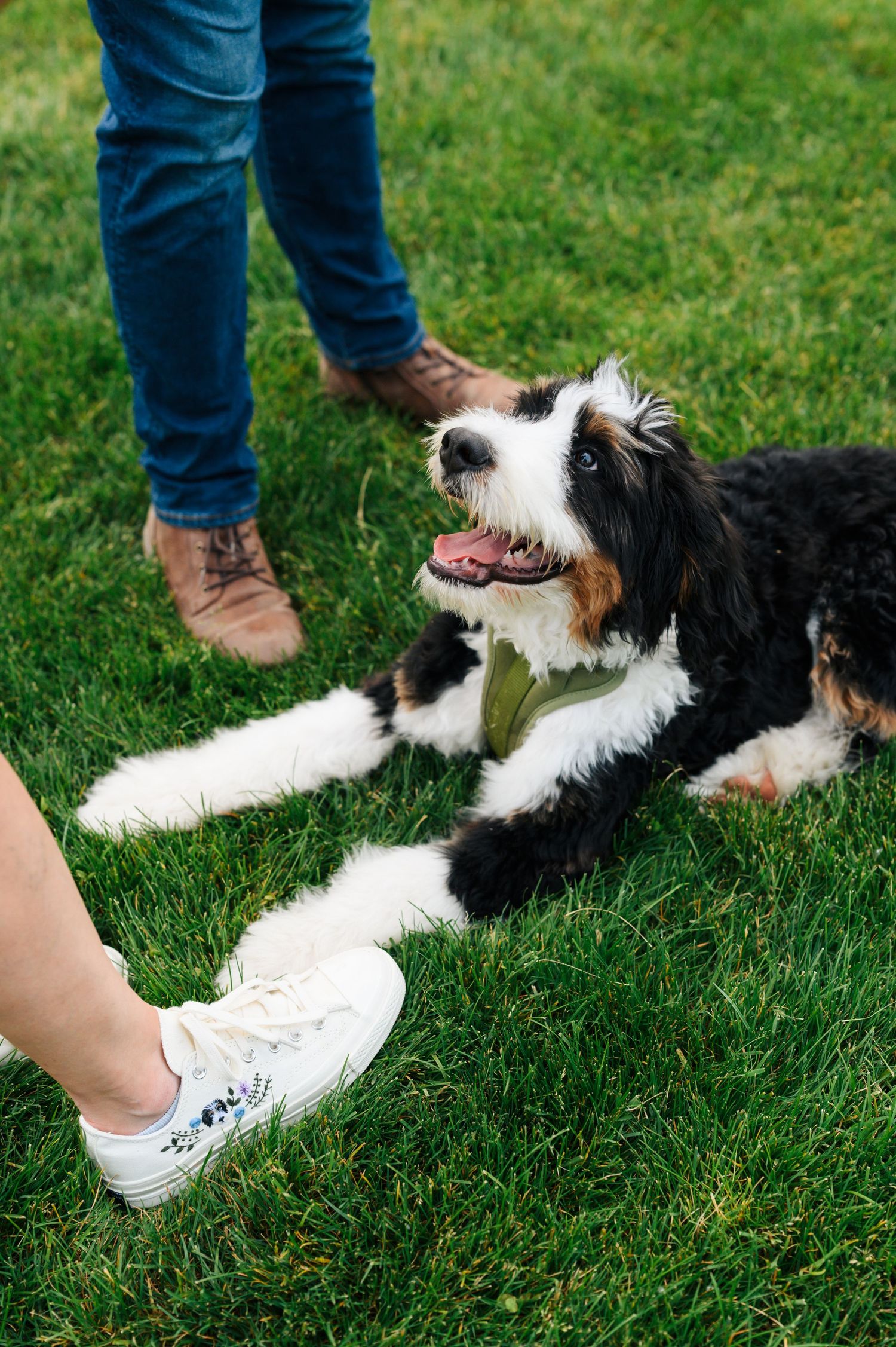 A fluffy black and white dog lying on green grass between two people wearing jeans and sneakers.
