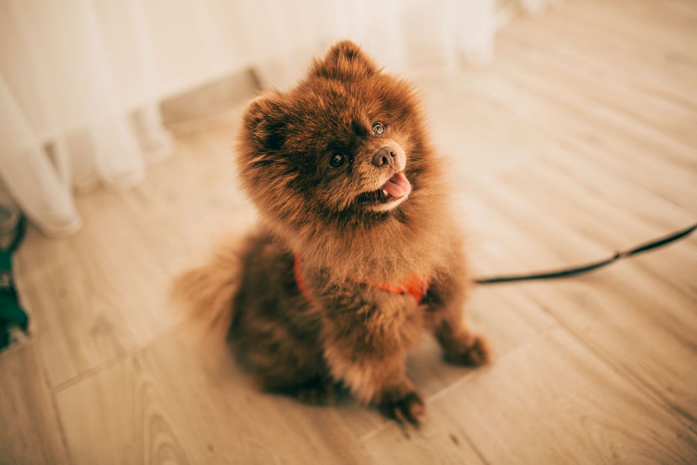Fluffy brown Pomeranian dog sitting on wooden floor wearing red collar and leash, looking up with tongue out.