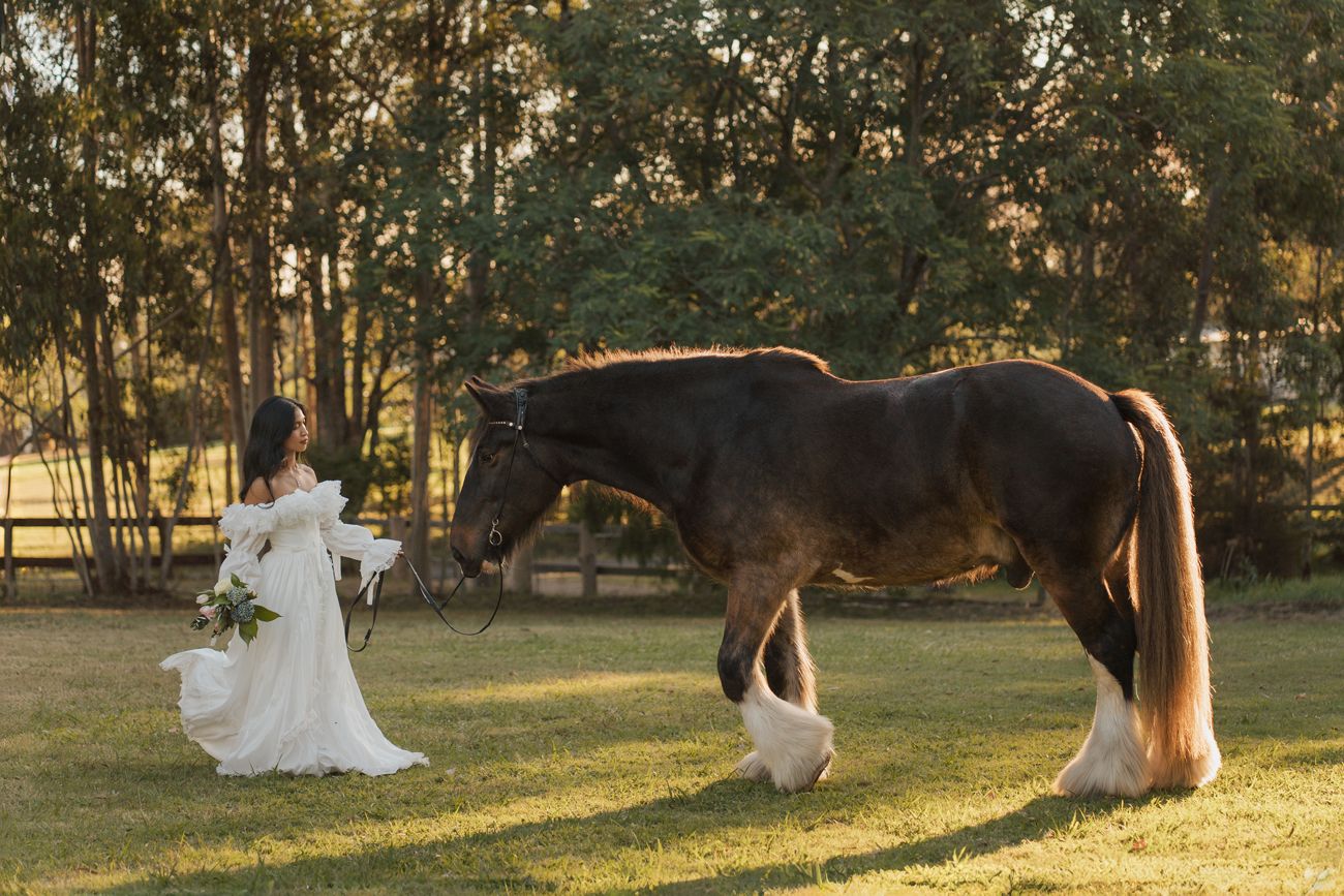 Bride in white gown stands beside a large brown shire horse on sunlit green grass with trees in background in sydney photoshoot with a horse