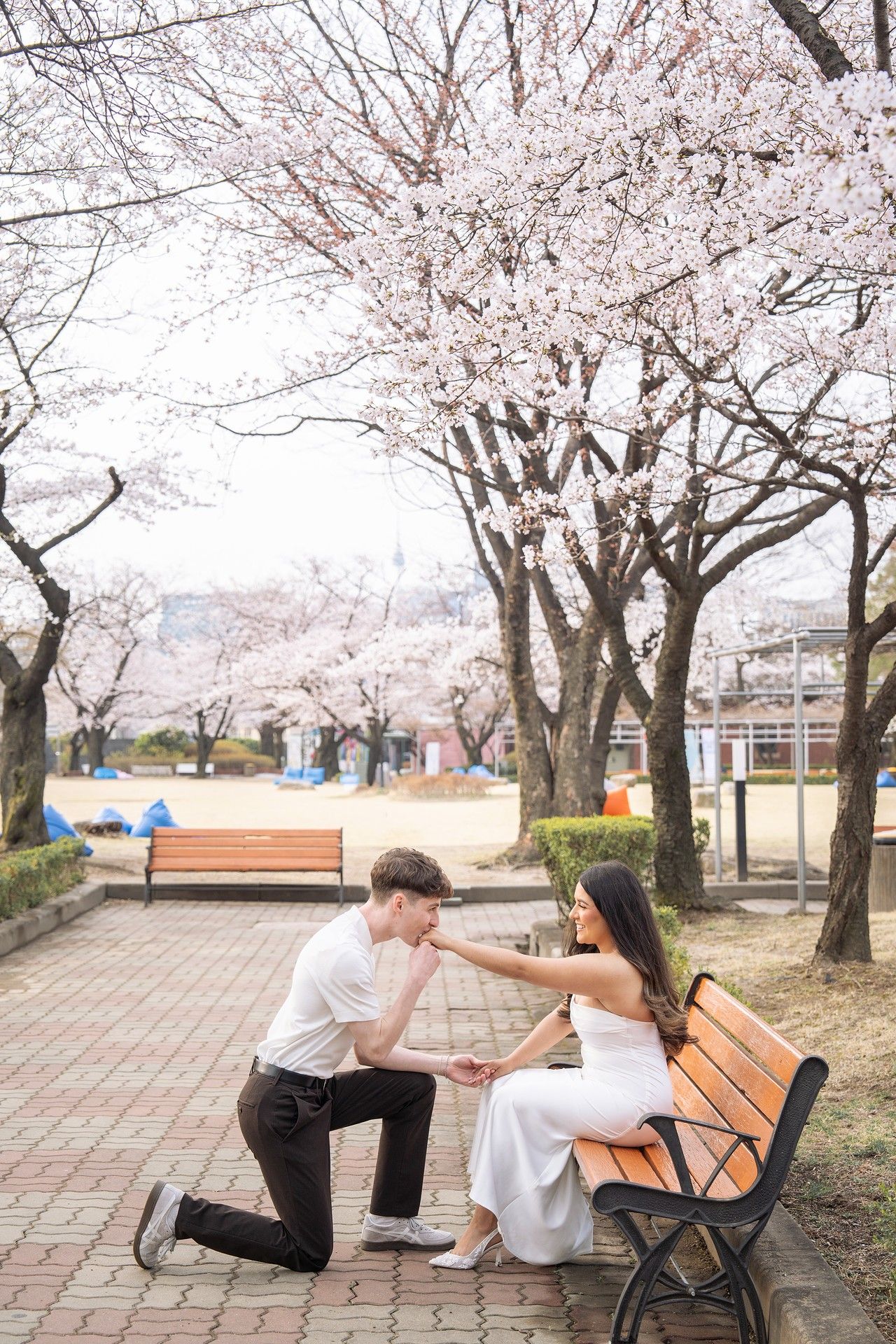 Man kneeling to kiss woman's hand on park bench under blooming cherry blossom trees in spring.