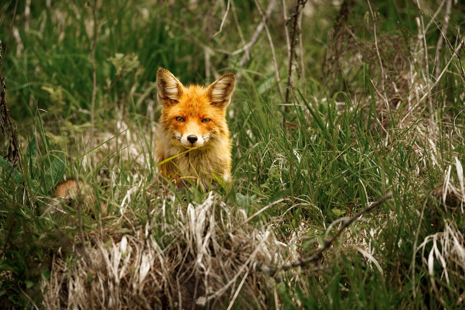 A wild red fox peers through tall green grass in a natural outdoor setting.