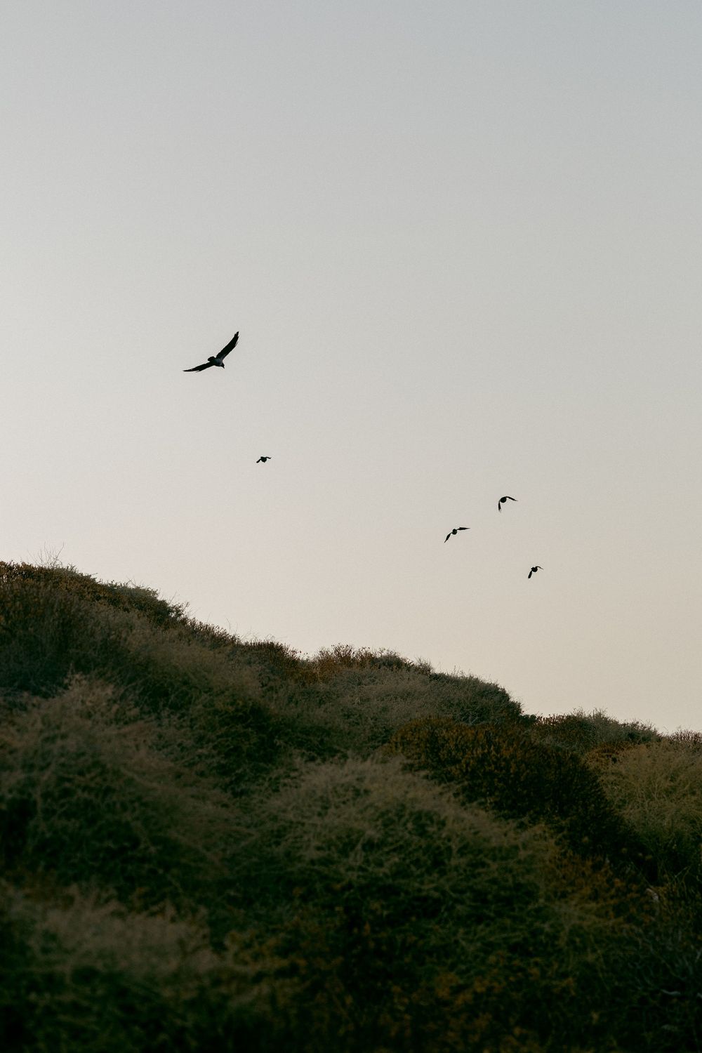 Silhouette of birds in flight over green coastal hillside against pale evening sky.