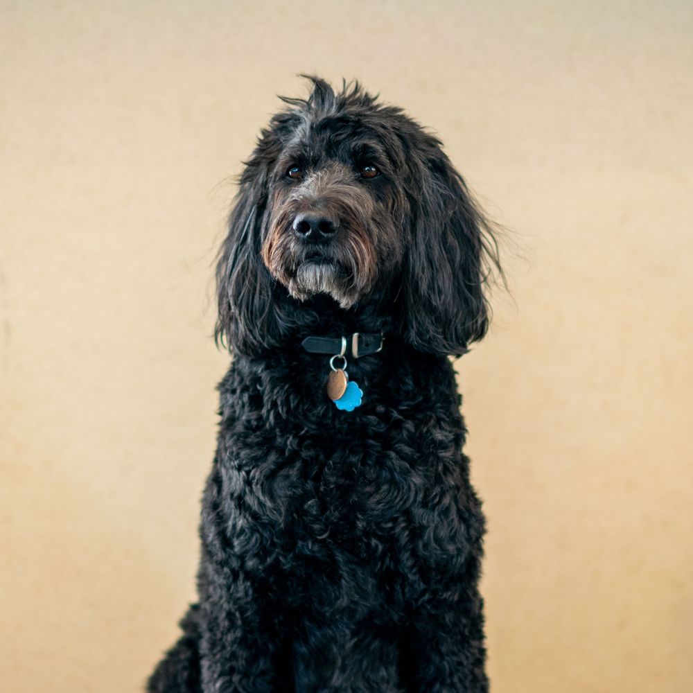 Black Goldendoodle dog with curly fur sitting and wearing a blue tag collar against a tan background.
