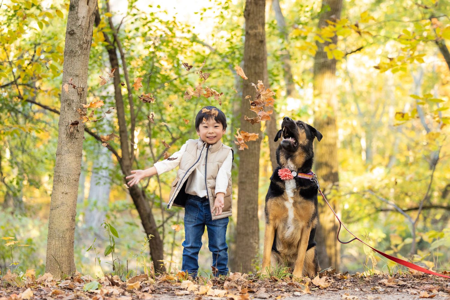 A person and their German Shepherd dog play together in a sunlit autumn forest with golden leaves.