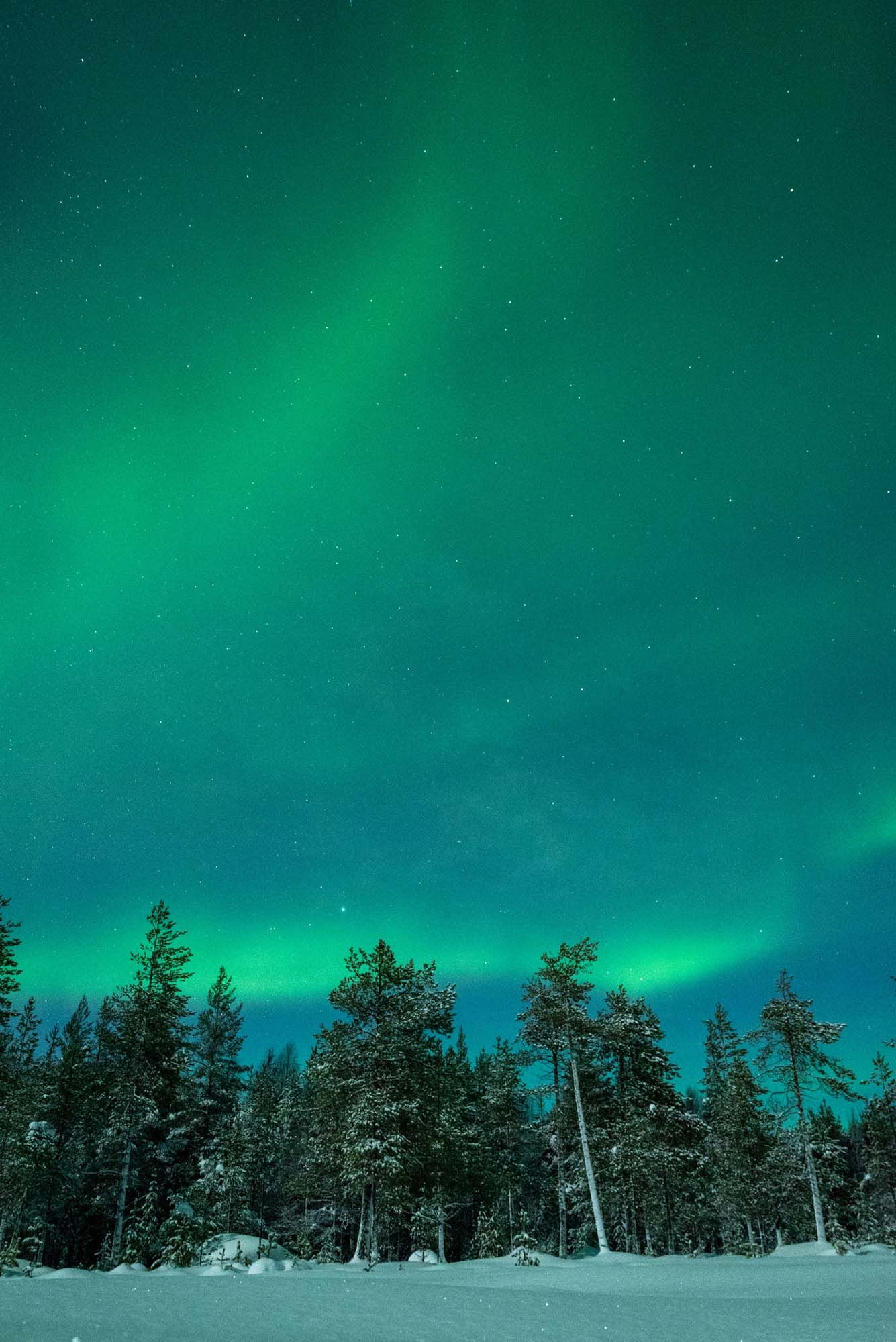 Northern lights dance across a dark winter sky above snow-covered evergreen trees in a stunning aurora display.