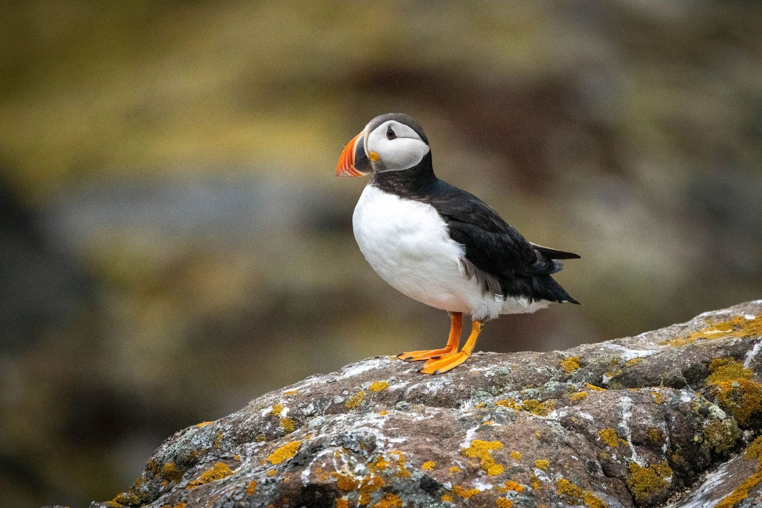 A puffin bird with colorful beak stands on a rocky cliff edge against a blurred natural background.