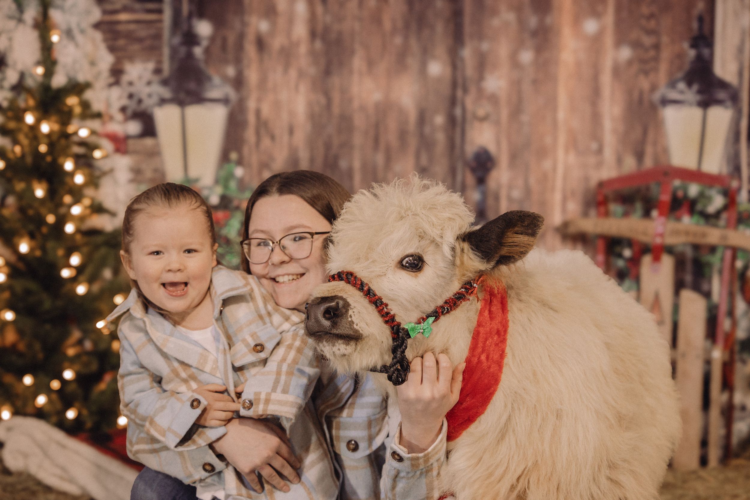 A festive holiday photo featuring a white alpaca wearing a red collar alongside children in front of a Christmas tree.