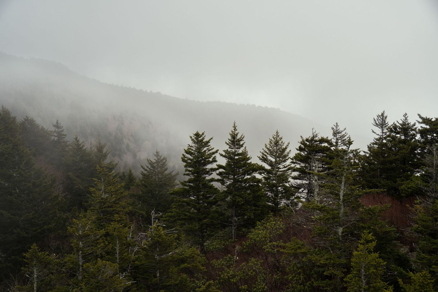 Cover image-nature