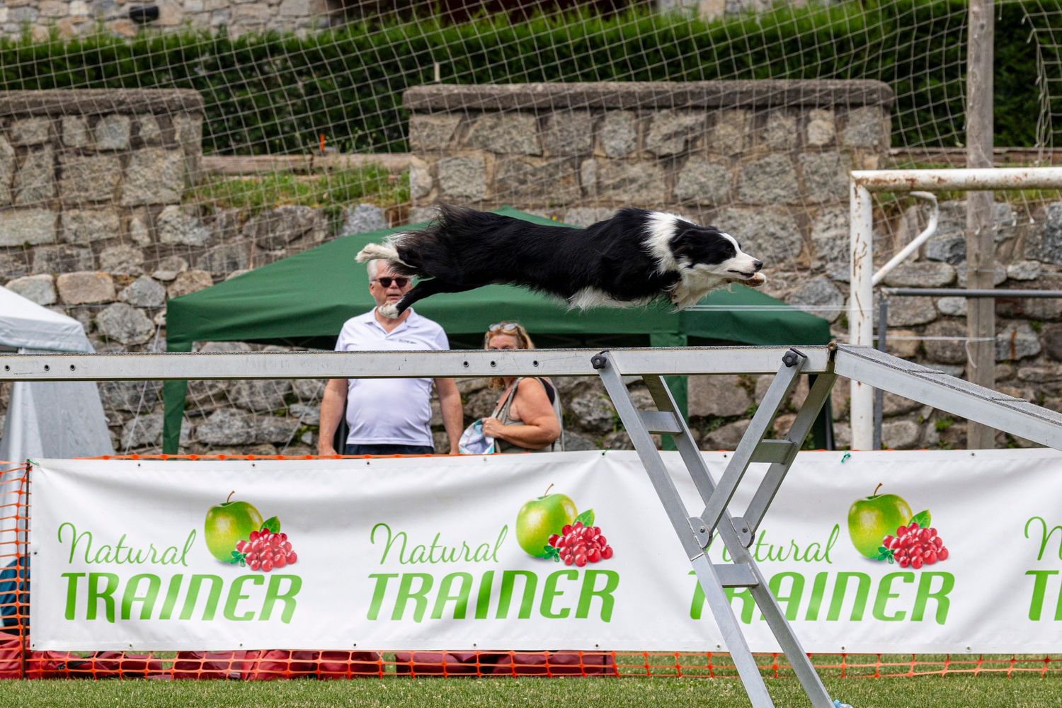 Un dinámico border collie salta con gran concentración un obstáculo de agility, demostrando su destreza atlética